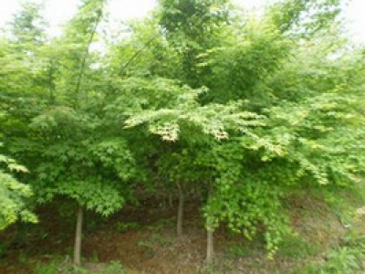 無(wú)塵室作業(yè)